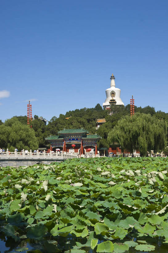无人,摄影师,竖图,彩色,室外,白天,旅游,名胜古迹,建筑,北海公园,北京,中国,亚洲,古老,古迹,历史,文化,文物,白塔,遗址,树木,名胜,风景,蓝天,阳光,荷塘,晴天,文明,摄像师,气势,幽静,荷花,bj174