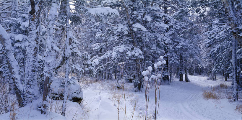 无人,横图,彩色,室外,特写,白天,旅游,度假,美景,名胜古迹,森林,山脉,树林,雪,标志建筑,地标,建筑,松树,长白山,中国,亚洲,遗迹,图片,雪景,冬天,古迹,文物,娱乐,建设,古建筑,风景,自然,享受,休闲,旅游胜地,放松,摄影,地理,风光,宁静,近景,自然风光,古文明,东亚,吉林,吉林省,中华人民共和国,东北地区,吉,仙境,长白山脉,东北,中国东北地区,东北三省,东三省,bj174