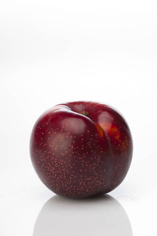 竖图,彩色,室内,特写,抠图,白色背景,李子,水果,中国,亚洲,完整,新鲜,光泽,图片,美味,食品,暗红,营养,食物,一个,紫色,摄影,无公害,东亚,黑布林,健康食品,布冧,影棚拍摄,中国李,bj174