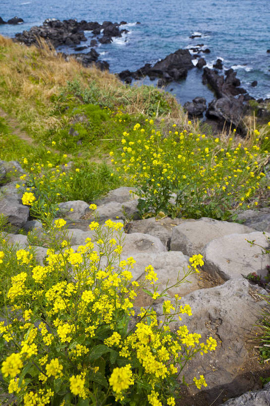 无人,竖图,彩色,室外,白天,旅游,度假,海岛,礁石,名胜古迹,沙滩,标志建筑,地标,建筑,济州岛,韩国,亚洲,遗迹,沙子,图片,海岸,景观,沙地,古迹,文物,娱乐,建设,古建筑,享受,休闲,旅游胜地,放松,摄影,风光,海滨,古文明,东亚,大韩民国,济州,济州道,济州特别自治道,特别自治道,海,海滩,旅行,南朝鲜,南韩,bj174