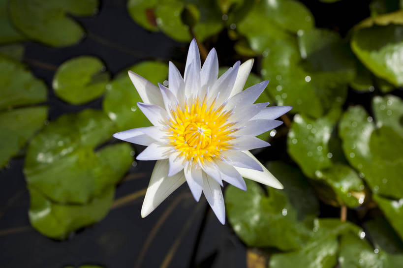 无人,横图,彩色,室外,特写,白天,莲花,泰国,图片,普吉岛,花,花瓣,花卉,一朵,自然,花蕊,摄影,美,清新,莲叶,bj174