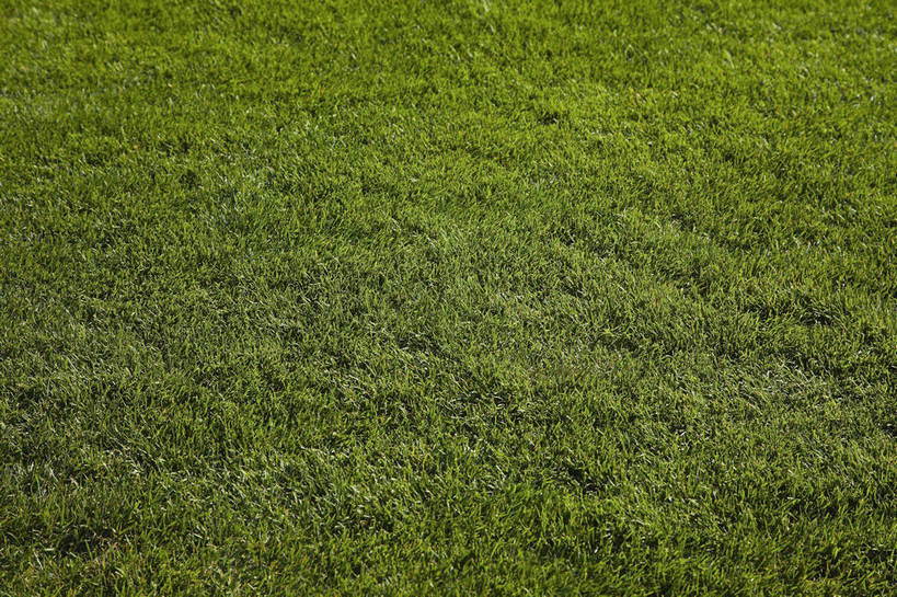 横图,彩色,室外,特写,白天,旅游,草地,草坪,美景,北京,中国,图片,自然,旅游胜地,摄影,清新,旅行,北京大学,bj174