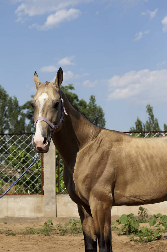 健壮,竖图,彩色,室外,特写,白天,马,野生动物,北京,中国,图片,动物,运输,摄影,牲畜,马头,名贵,赛马,阿哈尔捷金马,大宛良马,汗血宝马,汗血马,bj174
