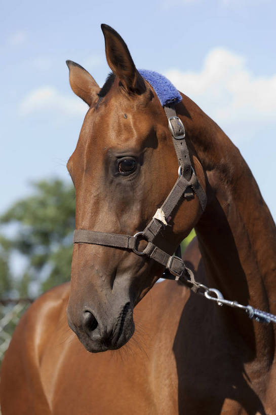 健壮,竖图,彩色,室外,特写,白天,马,野生动物,北京,中国,图片,动物,运输,摄影,牲畜,马头,名贵,赛马,阿哈尔捷金马,大宛良马,汗血宝马,汗血马,bj174