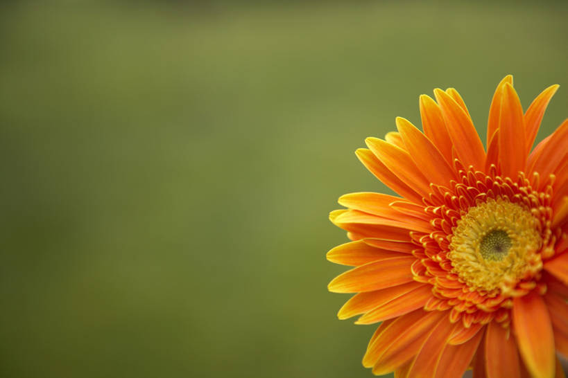 无人,公园,横图,室外,特写,白天,留白,旅游,度假,草地,美景,植物,柑橘,静物,北京,中国,亚洲,景观,娱乐,草,雏菊,花,花瓣,一个,绿色,风景,自然,享受,休闲,景色,放松,摄影,单个,大丁草,自然风光,东亚,柑桔,橘子,桔子,彩图,大红蜜橘,大红袍,红橘,黄橘,宽皮橘,bj175