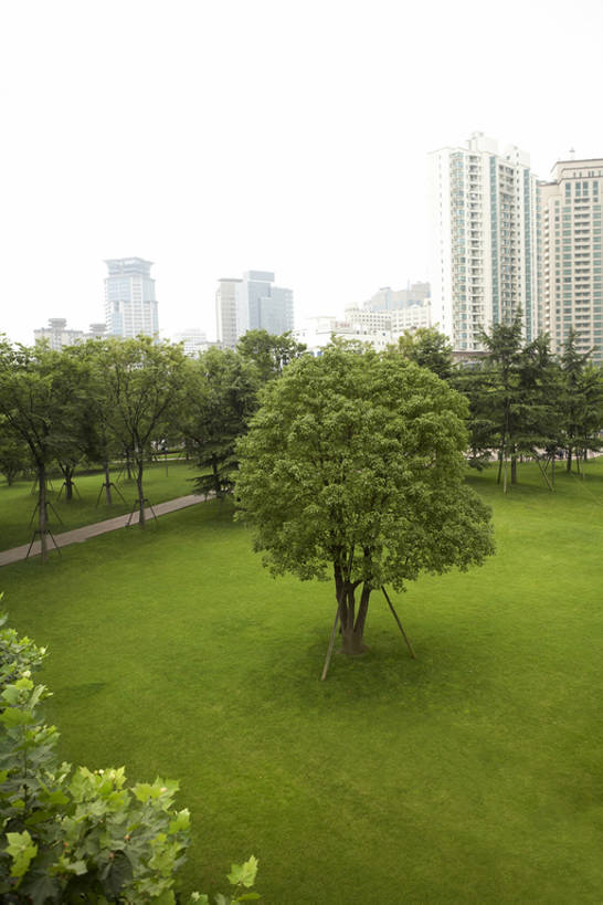 无人,公园,竖图,室外,白天,草地,草坪,植物,城市,建筑,上海,中国,亚洲,太空,地形,田野,草,树,绿色,建造,保护,环境,都市风光,东亚,环境保护,高层建筑,bj175