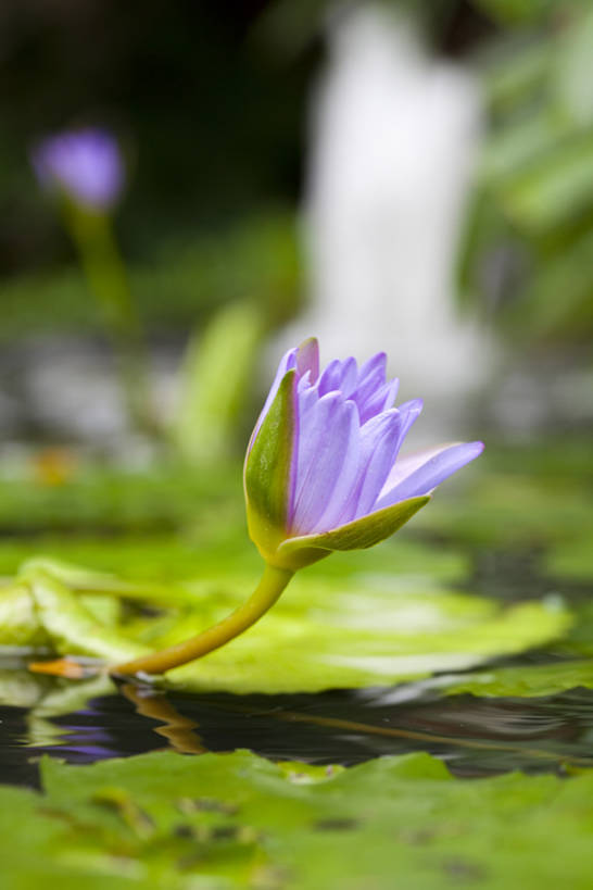 无人,竖图,室外,白天,正面,水,百合花,睡莲,池塘,茎,花,花朵,紫色,自然,摄影,清新,纯净,彩图,全身,头状花序,bj175