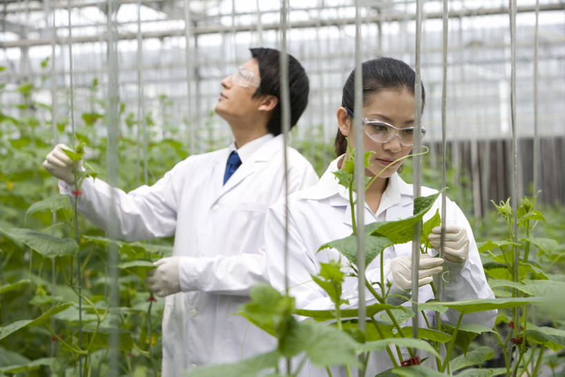 东方人,两个人,科学家,菜园,农场,横图,白天,侧面,智慧,农业,技术,叶子,北京,中国,亚洲,种植,检查,研究,工作,分析,科学,领带,温室,现代,绿色,夏天,摄影,生长,技巧,护目镜,专心,手艺,防护镜,东亚,实验服,科学实验,技能,技艺,植物学家,认真,男人,男性,年轻男性,年轻女性,女人,女性,亚洲人,中国人,年轻人,技术员,半身,彩图,妙技,本领,bj175