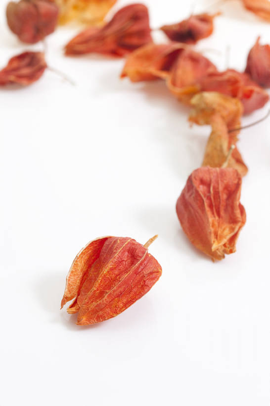 无人,竖图,特写,静物,北京,中国,亚洲,药,干燥,食品,草药,饮食,饮料,干花,摄影,有机食品,影棚,多样,医疗,中国文化,摄影棚,营养品,中医,东亚,健康食物,锦灯笼,彩图,影棚拍摄,拍摄,传统文化,bj175