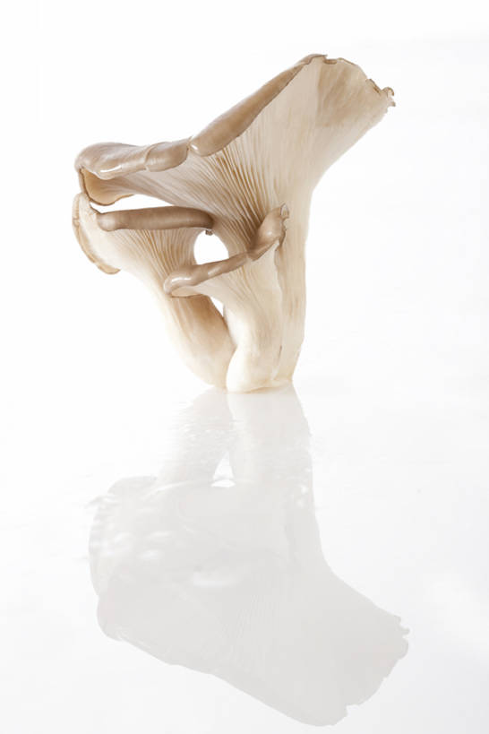 无人,竖图,特写,留白,白色背景,农业,蔬菜,静物,北京,亚洲,准备,反射,蘑菇,生食,食品,饮品,饮食,食物,饮料,健康,食用菌,摄影,有机食品,蚝蘑,简单,膳食,可口,清新,东亚,健康食物,纯净,适口,彩图,影棚拍摄,bj175