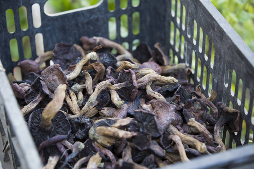 无人,横图,室外,特写,白天,北京,中国,亚洲,许多,丰富,干燥,篮子,蘑菇,生食,食品,饮品,很多,营养,饮食,食物,饮料,食用菌,摄影,有机食品,茶树菇,可口,干的,东亚,健康食物,适口,彩图,bj175