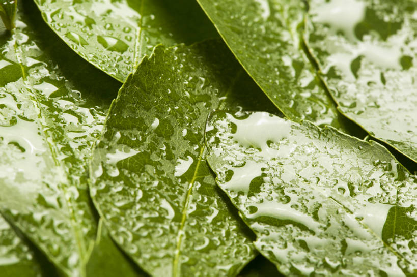 无人,横图,特写,背景,水,静物,北京,中国,亚洲,许多,湿,形状,茶叶,很多,树叶,绿色,自然,概念,雨滴,摄影,宁静,简单,清新,东亚,纯净,彩图,影棚拍摄,全画幅,点滴,bj175