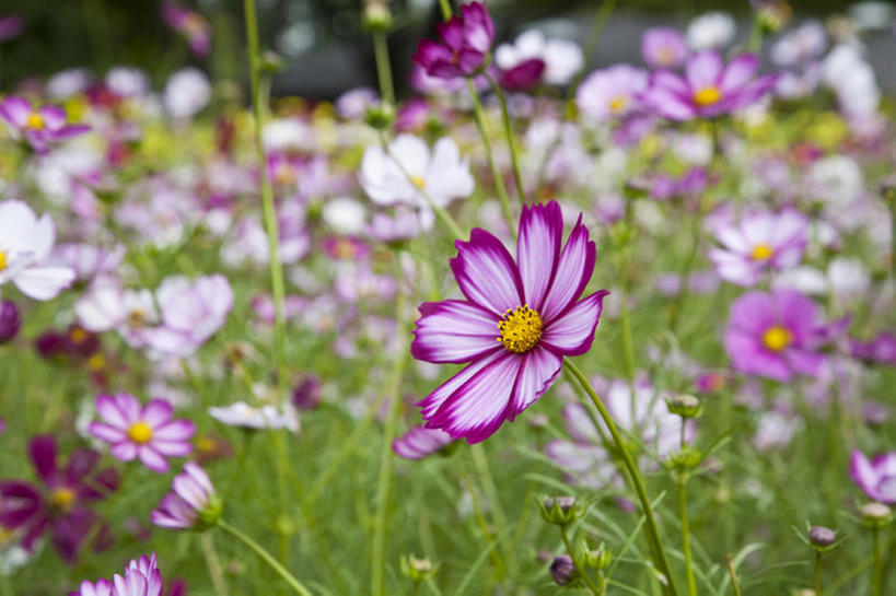 旅游,度假,花海,花圃,美景,植物,叶子,亚洲,盛开,地形,景观,田地,花蕾,娱乐,花,花瓣,花朵,花卉,鲜花,粉色,绿色,风景,自然,花丛,花束,花田,花苞,花蕊,享受,休闲,景色,放松,大波斯菊,自然风光,秋天,彩图,bj175