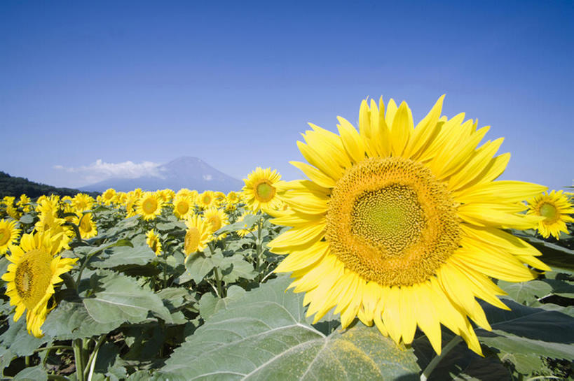 无人,横图,室外,白天,留白,旅游,度假,农业,草地,美景,山,向日葵,叶子,日光,丰富,盛开,地形,景观,田地,茎,野花,花蕾,娱乐,花,花瓣,花朵,鲜花,黄色,蓝色,绿色,风景,天空,自然,春天,花苞,花蕊,享受,休闲,景色,放松,摄影,生长,宁静,环境,清新,自然风光,万里无云,彩图,头状花序,bj175