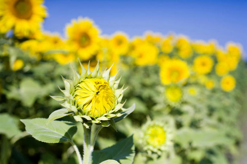 无人,横图,室外,白天,留白,旅游,度假,农业,草地,美景,向日葵,叶子,日光,丰富,盛开,地形,景观,田地,茎,野花,花蕾,娱乐,花,花瓣,花朵,鲜花,黄色,蓝色,绿色,风景,天空,自然,春天,花苞,花蕊,享受,休闲,景色,放松,摄影,生长,宁静,环境,清新,自然风光,万里无云,开端,彩图,头状花序,bj175