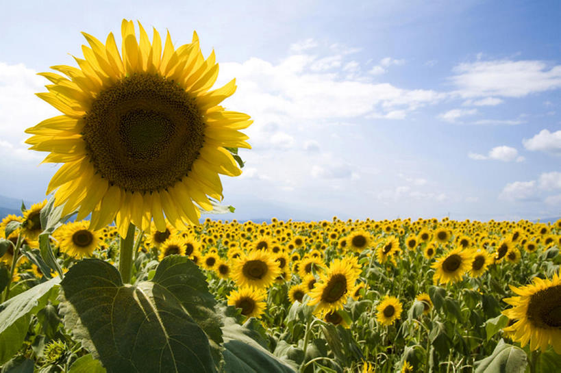 无人,横图,室外,白天,留白,旅游,度假,农业,草地,美景,向日葵,叶子,丰富,盛开,地形,景观,田地,云,茎,野花,花蕾,娱乐,花,花瓣,花朵,鲜花,黄色,蓝色,绿色,风景,天空,自然,春天,花苞,花蕊,享受,休闲,景色,放松,摄影,生长,宁静,环境,清新,自然风光,开端,彩图,头状花序,bj175