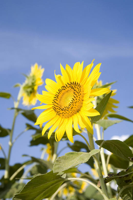 无人,竖图,室外,白天,留白,仰视,旅游,度假,农业,草地,美景,向日葵,叶子,丰富,盛开,地形,景观,田地,云,茎,野花,花蕾,娱乐,花,花瓣,花朵,鲜花,黄色,蓝色,绿色,风景,天空,自然,春天,花苞,花蕊,享受,休闲,景色,放松,摄影,生长,宁静,环境,清新,自然风光,开端,彩图,低角度拍摄,头状花序,bj175