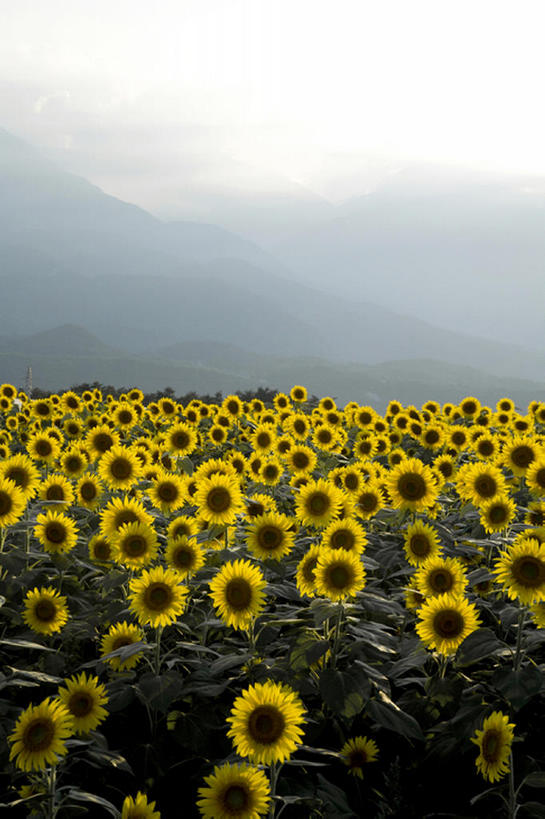 无人,竖图,室外,白天,留白,旅游,度假,农业,草地,美景,山,雾,向日葵,叶子,日光,丰富,盛开,地形,景观,田地,云,茎,野花,花蕾,娱乐,花,花瓣,花朵,鲜花,黄色,蓝色,绿色,风景,天空,自然,春天,花苞,花蕊,享受,休闲,景色,放松,摄影,生长,宁静,环境,清新,自然风光,开端,彩图,头状花序,bj175