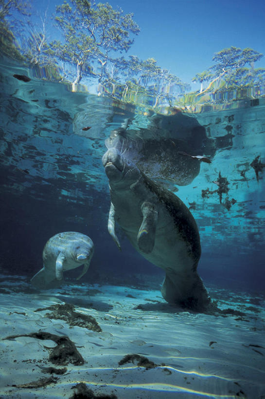 游泳,无人,吃,竖图,室外,白天,留白,旅游,度假,探险,水下,海洋,美景,海牛,野生动物,日光,波纹,漂浮,地形,景观,娱乐,树,蓝色,风景,天空,自然,动物,看,两只,享受,休闲,景色,放松,探索,摄影,巨大,庞大,宁静,环境,热带气候,自然风光,海景,搜寻,万里无云,宏大,硕大,伟大,喂养,濒危物种,冒险,彩图,动物行为,bj175