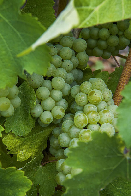 无人,竖图,室外,白天,葡萄,水果,法国,欧洲,葡萄园,绿色,西欧,法兰西,法兰西共和国,阿基坦,法兰西第五共和国,亚魁当,阿基坦大区,bj175