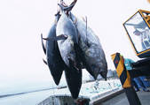 tkf001_108359