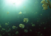 tkf001_113399