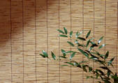tkf001_115863