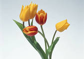 tkf001_123709