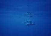 tkf001_128006