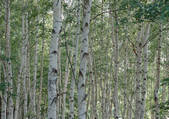 tkf001_130210