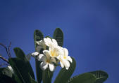 tkf001_138742