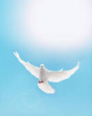 tkf001_209246