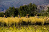 tkf001_302842
