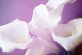 tkf001_392688
