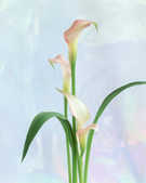 tkf001_392987