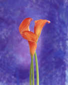 tkf001_393004