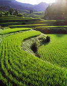 tkf001_793304