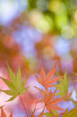 tkf001_797075