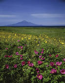 tkf001_797261