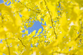 tkf001_798196