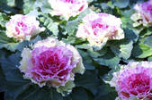 tkf001_809689