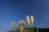 tkf001_817282
