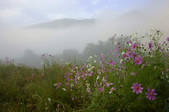 tkf001_817480