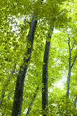 tkf001_824835