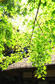 tkf001_825849