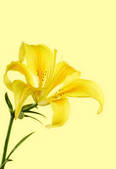 tkf001_465139