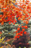 tkf001_553415