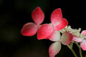 tkf001_555047