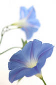 tkf001_555338