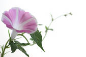tkf001_555506